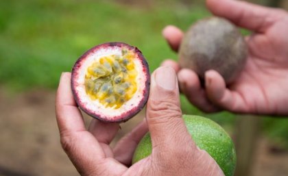 Two hands, each holding half a passionfruit. One half has the pulp facing the camera 